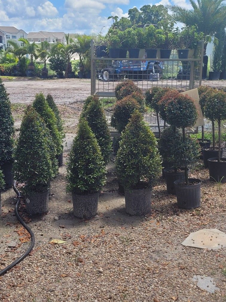 Topiaries Small