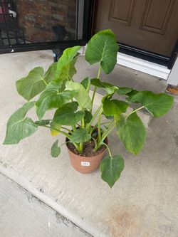 Alocasia Thailandia Green Elephant Ear