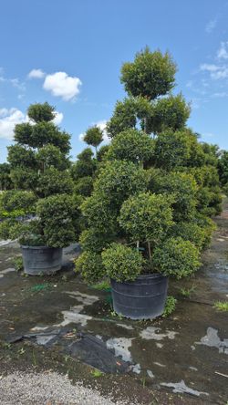 Privacy & Decorative Plants – Different Sizes & Prices – Sun & Shade