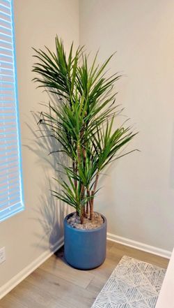 Indoor decorative plants