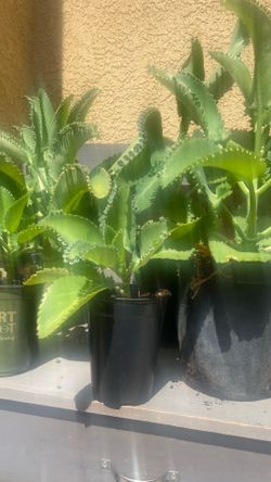 Plants