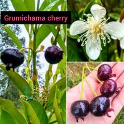 Grumichama  Brazilian  Cherry  Dwarf  Trees  3gal  Arboles  De Cereza  Brasilera  Grumichama 