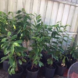 Soursop - Guanabanas _ Barbados Acerolas Cherry - 