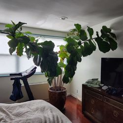 Fiddle Leaf Fig Tree 