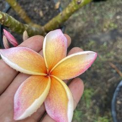 Plumerias