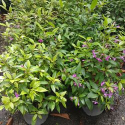 Purple Star Plants 3gl💜$10