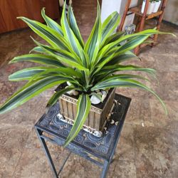 Live Dracena Plant In  Ceramic Pot With Shells And Stones 