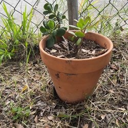 Desert Plant