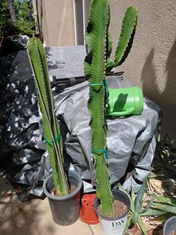 Cactus
