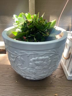 Large pot and plant