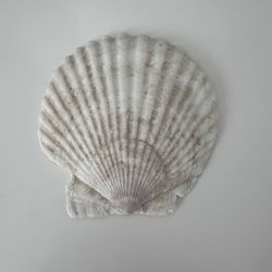 Pretty Flat Scallop Shell #11