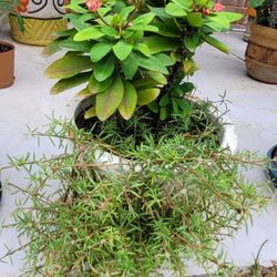 Corona de Christo plus additional plant Includes Planter