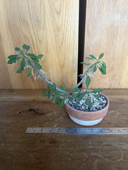 plant - euphorbia hybrid