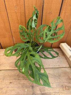 Monstera esqueleto 6” pot (#3)