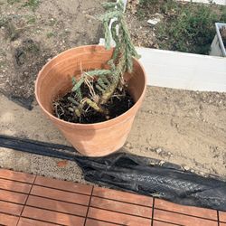 FREE CACTUS PLANT