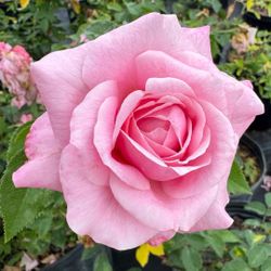 🌹 Belinda Rose