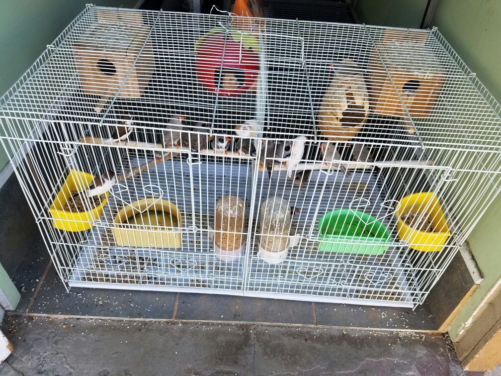 Vendo finches, for sale zebra
