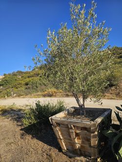 Olive Wilsonii Fruitless 36' Box.