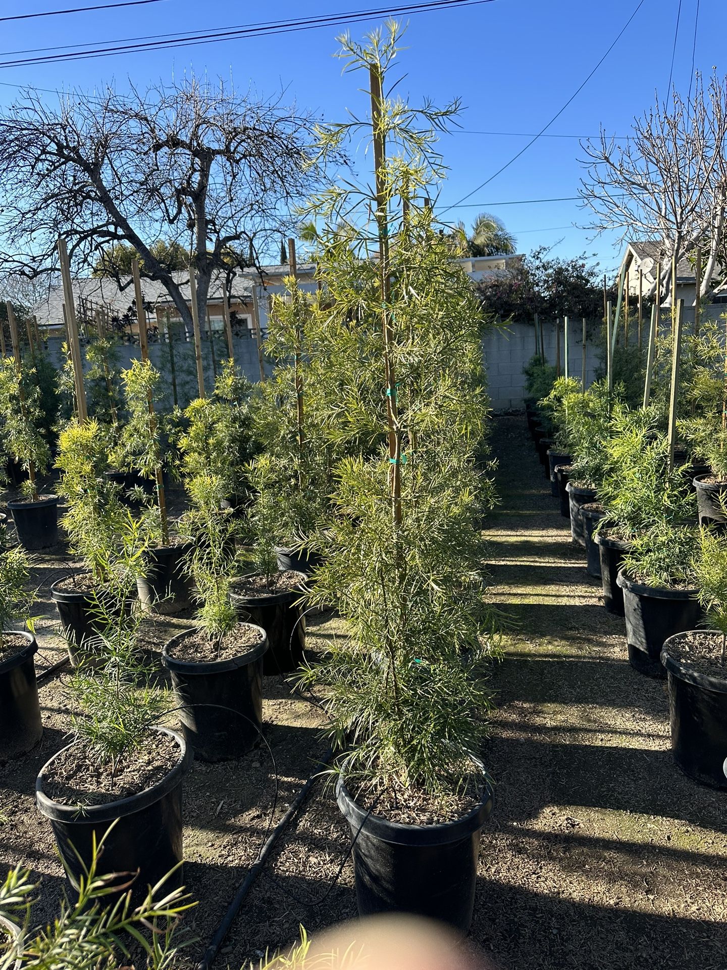 Podocarpus Gracilior Privacy Hedge