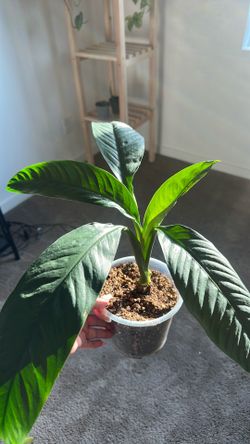 Plant