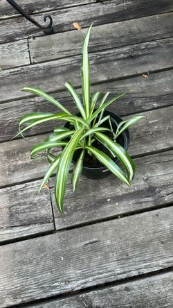 Young Healthy Spider Plant In 6.5 Inch Pot