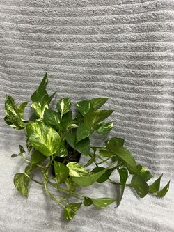 Plant