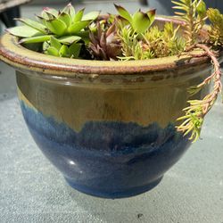 Potted Succulent arrangement 