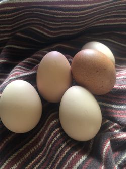 Organic farm fresh chicken eggs
