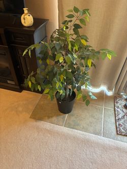Artificial Ficus Tree in Black Pot