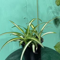 Spider 🕷️ Plant 🪴 