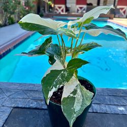 Syngonium albo variegated 6” pot c