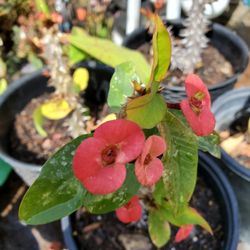 Corona De Cristo,flor Mediana