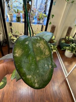 Hoya AH Ceereen
