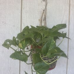 Teléfono Planta  Pothos Plant
