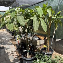 Red Plumeria Trees In 15 Gallón 5 1/2 The Tall From the Ground Up $185 Each Price Firm!