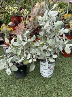 Silver Teaspoons succulent Plant In 1 Gallon Pots
