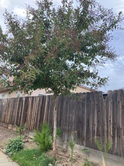 Trees For Sale
