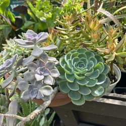Succulent Plants