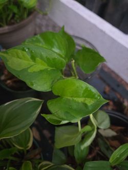 Golden globe cuttings