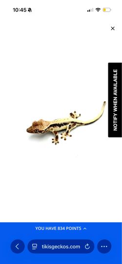 Crested Gecko and Gargoyle Gecko “Toys” For Sale