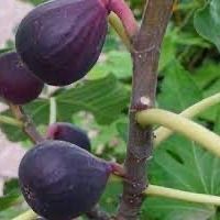 Petite Negra Fig Tree!