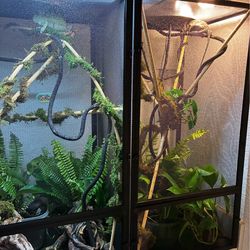 Chameleon+ cages with everything inside