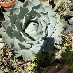 Agave Pup (See Pics)