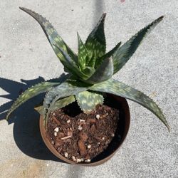 Aloe Vera Zebra - 10” Pot Circle - $15