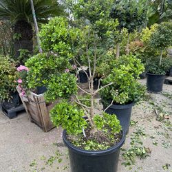 Japanese boxwood topiary bonsai 
