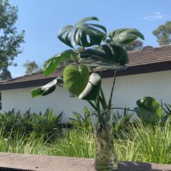 Plant