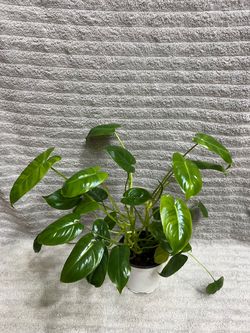 Philodendron Live Plant