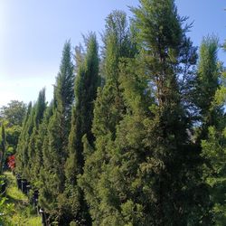 Italian Cypress Trees 25gl $250🏡🏡
