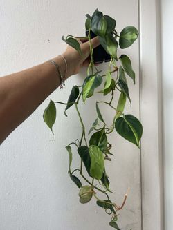 Philodendron Brasil 