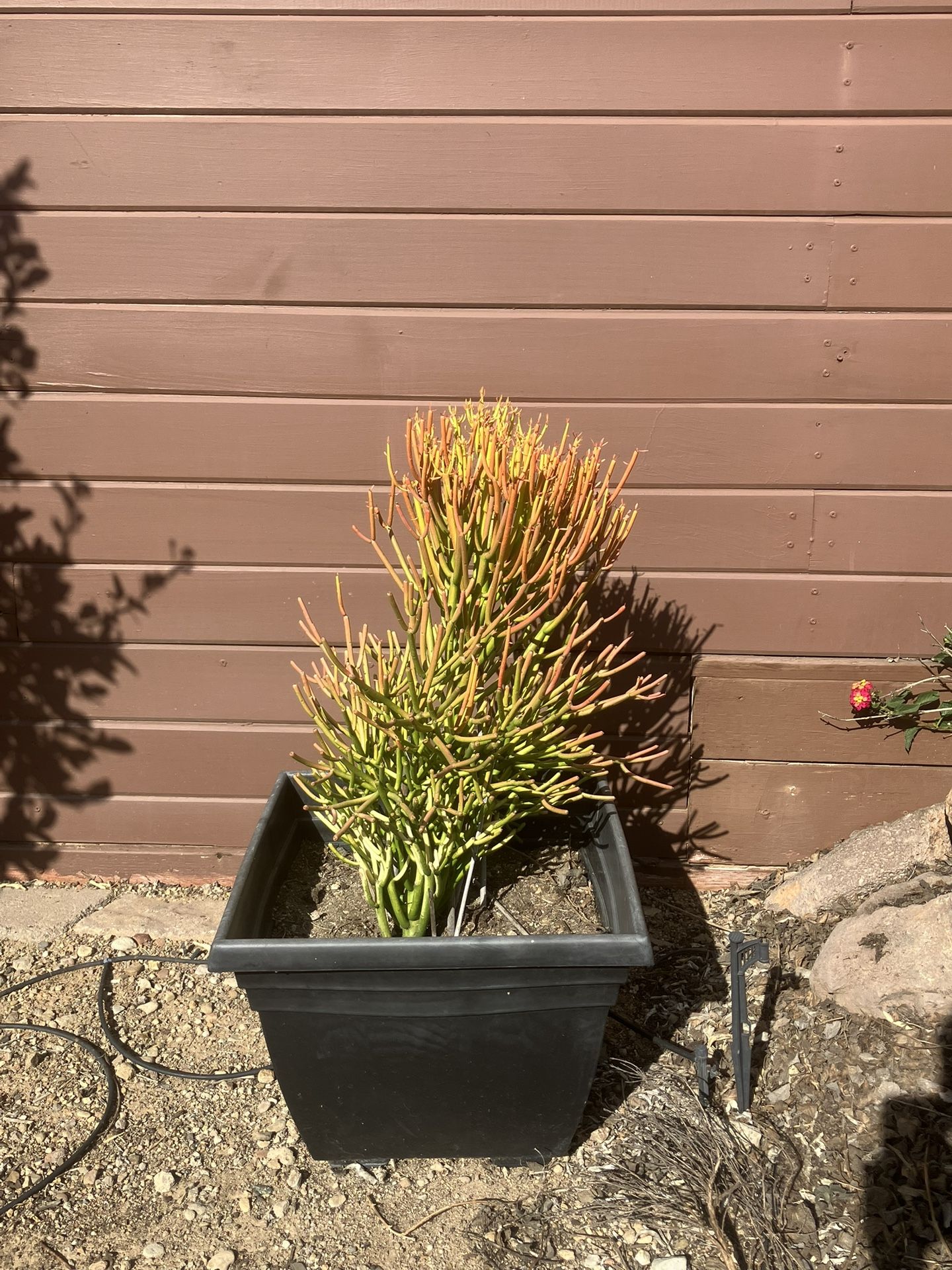 Fire stick Plant With Pot
